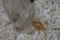 Cyta cf. latirostris