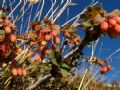 Berberis aetnensis