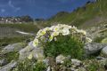 Ranunculus glacialis