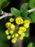 Berberis vulgaris