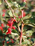 Berberis vulgaris