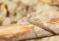 Neides aduncus