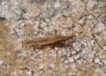 Berytinus montivagus (cfr.)