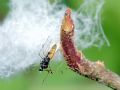Gampsocoris punctipes