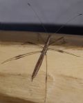 Neides sp.