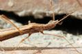 Berytinus hirticornis hirticornis