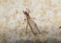 Berytinus montivagus