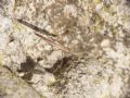 Neides tipularius