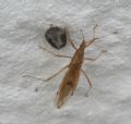 Berytinus striola (cfr.)