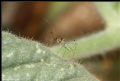 Gampsocoris punctipes