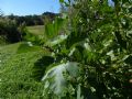 Alnus glutinosa