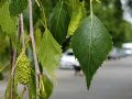 Betula pendula