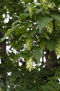 Ostrya carpinifolia