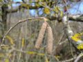 Corylus avellana