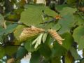 Corylus avellana