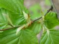 Carpinus betulus