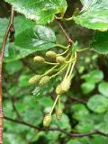 Alnus viridis