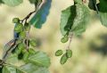 Alnus glutinosa