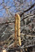 Corylus avellana