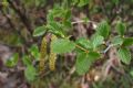 Alnus viridis