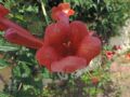 Campsis radicans