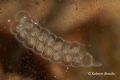 Bitynia tentaculata -  ovature