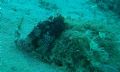 Blennius ocellaris