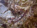 Lipophrys trigloides