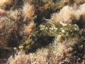Lipophrys trigloides