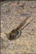 Bombina pachypus