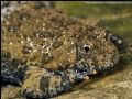 Bombina pachypus
