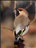 Bombycilla garrulus