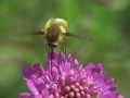 Bombylius sp.