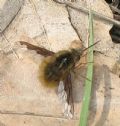 Bombylius major