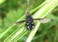 Bombylella atra