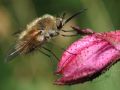 Bombylius sp.