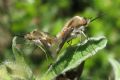 Bombylius major