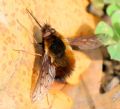 Bombylius discolor