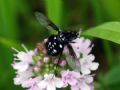 Bombylella atra