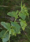Cerinthe minor subsp. auriculata