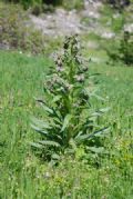 Cynoglossum apenninum