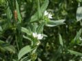 Buglossoides arvensis