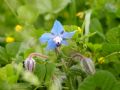 Borago officinalis