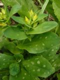 Cerinthe minor