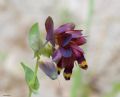 Cerinthe retorta