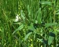 Buglossoides arvensis
