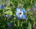 Borago officinalis