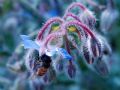 Borago officinalis