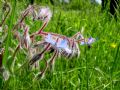 Borago officinalis