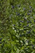 Cynoglossum creticum
